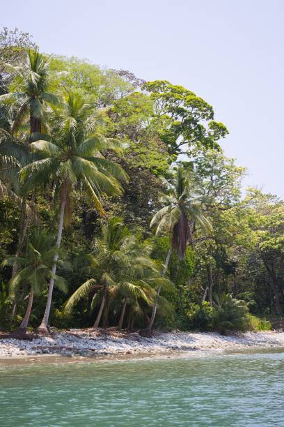 istock Tropical Beach in Costa Rica 2197148497