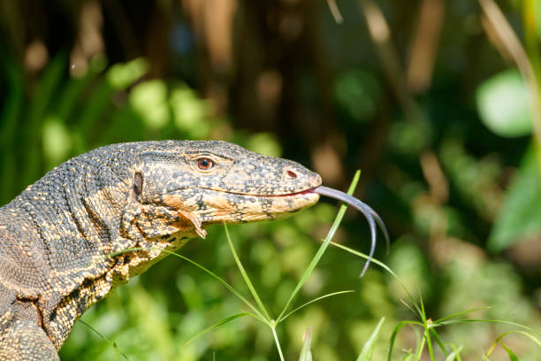 A water Monitor searches for food in a park of Kuala Lumpur