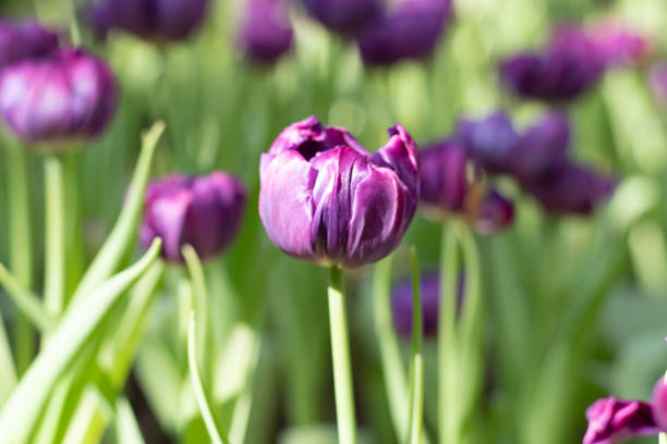 Tulip flowers which has violet and purple color which were grown in temperature controlled area of southeast asian countries, soft focus.