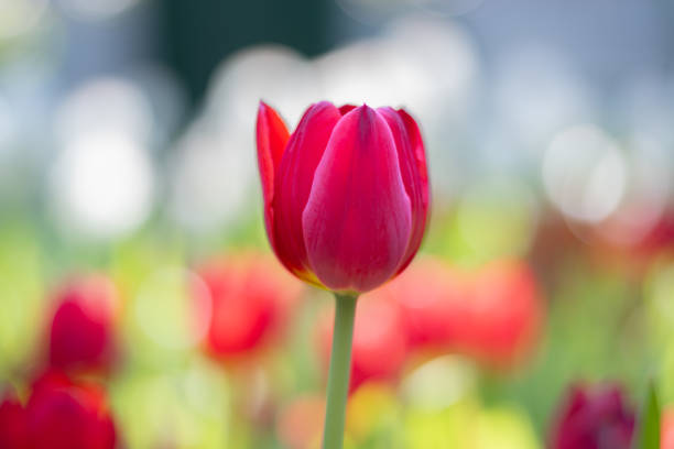 Red tulip flowers blooming in tulip flower garden.