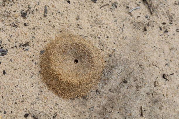 istock Ant hill in sandy soil with small ant exiting opening 2197150793