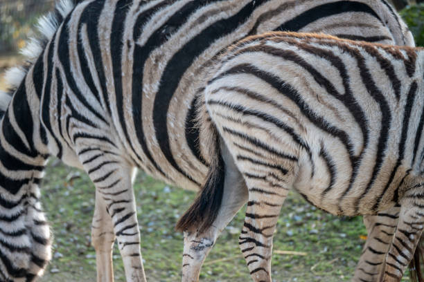 Pair of zebras grazing.