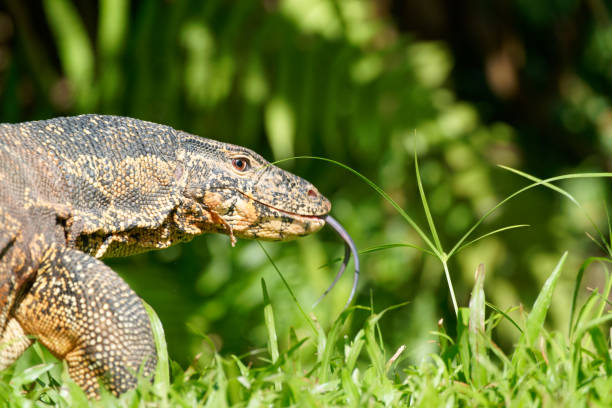 A water Monitor searches for food in a park of Kuala Lumpur