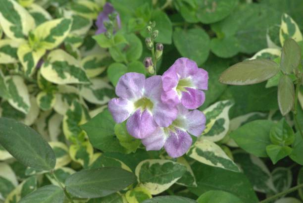 istock Flowers in the Portuguesa state. 2197152097