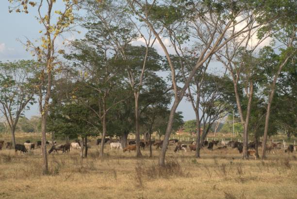 istock Forests and large spaces in the Portuguesa State. 2197152853