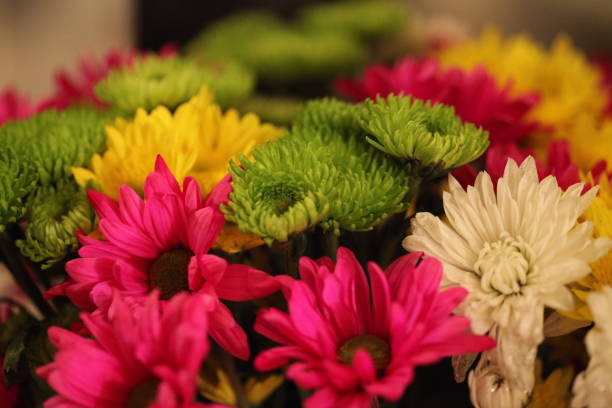 Cultivated chrysanthemums of various kinds in various colors.