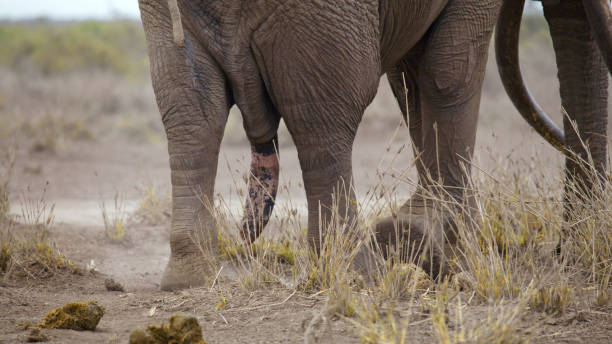 A close view of African elephants showing textured skin and a dusty environment indicative of their natural habitat within Kenya's Amboseli National Park.