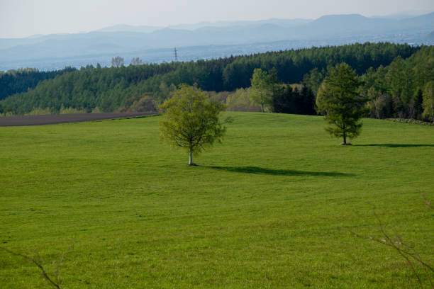 A serene summer meadow in Denmark, featuring vibrant green foliage, grass, and trees. Included are native plant varieties and summer flora, showcasing the natural beauty and diversity of the environment.