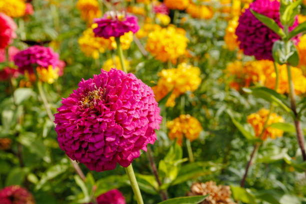 A stunning close-up of a pink Zinnia flower in full bloom, surrounded by a colorful garden with marigolds. Perfect for floral and nature themes.