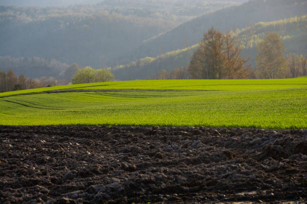 Spring green wheat field in the sun