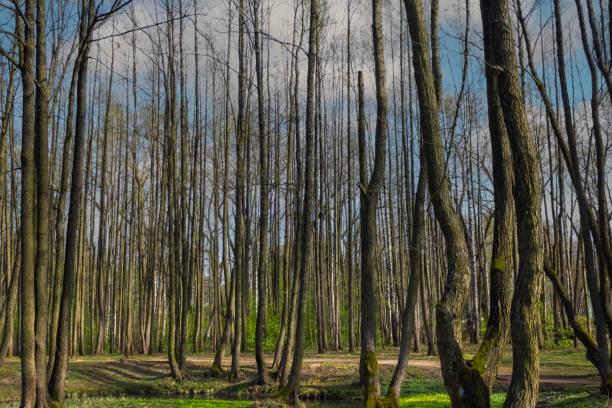 Tall, leafless trees against a blue sky on a clear spring day