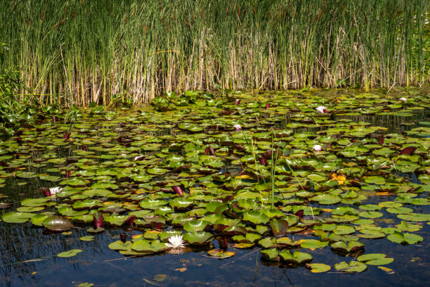 Water lily pond in Summer, Montreal Botanic Garden, Quebec, Canada