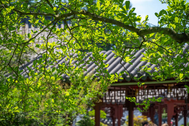 Summer scenery of Chinese Garden in Montreal, Quebec, Canada