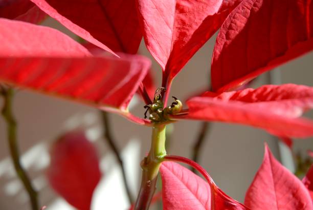 istock Poinsettia Red 2197158622