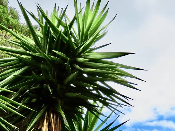 istock The tops of some Yucca trees against the summer sky 2197161982