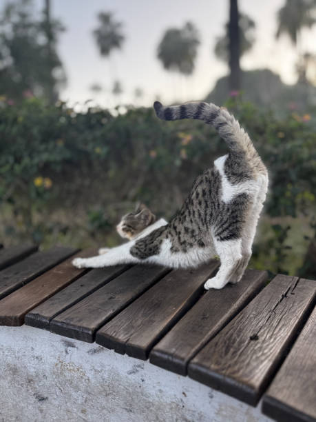 istock street cat walks through the evening city 2197162526