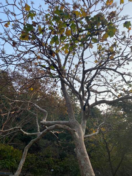 istock The beautiful giant tree view in the forest 2197162602