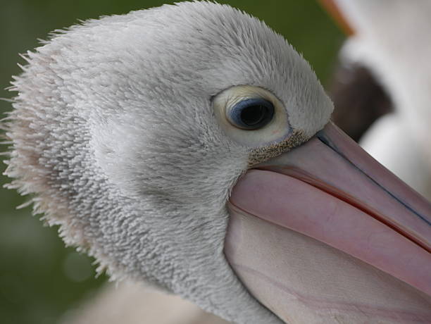 istock A close-up shot of a pelican's head, showcasing its distinctive features. 2197163599