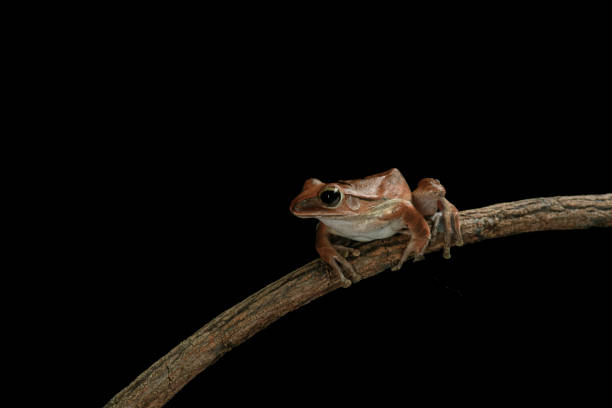 istock Tree frog resting on tree branch with large eyes for night vision 2197165567