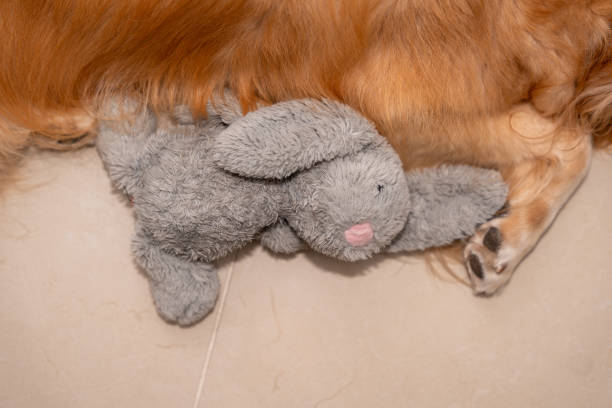 A golden retriever lying on the floor with a soft gray bunny plush toy
