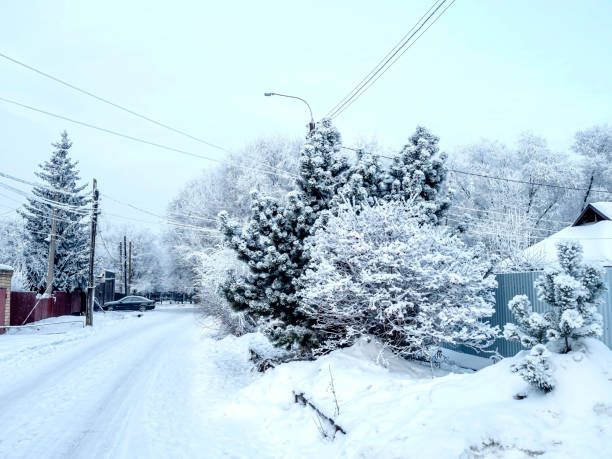 winter landscape with a trees covered with snow and frost on a frosty morning