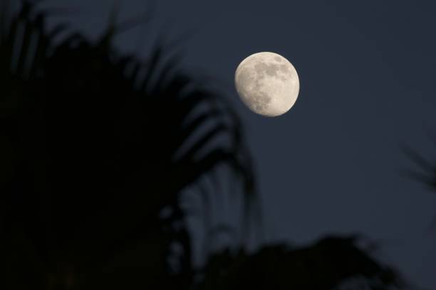 istock A bright full moon glows in the dark night sky, partially obscured by the shadowy silhouette of palm fronds. 2197167230