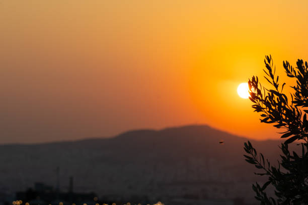 This image features a vibrant sunburst effect, with the sun's rays radiating outwards, centered above a dark, silhouetted mountain ridge. The sky is a gradient of warm hues, suggesting either sunrise or sunset, with a slight haze that softens the light. In the foreground, on the right side, the dark silhouette of an olive branch with leaves is prominently visible, partially framing the sun and adding a touch of natural element to the scene.  The silhouette of a city or town is faintly visible along the base of the mountains, with tiny points of light suggesting habitation. The overall composition creates a sense of depth and tranquility, contrasting the luminous sky with the dark, textured forms of the mountains and foliage.