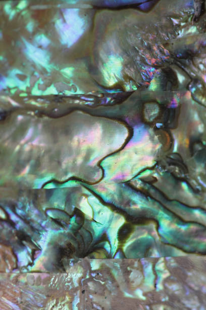 istock Close-up Vibrant Colorful Iridescent Abalone Sea Shell 2197167713