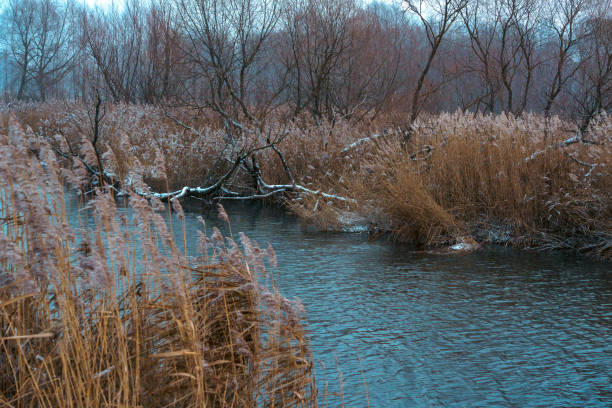 A tranquil winter wetland with bare trees, dry reeds, and a calm river, surrounded by light snow and overcast skies, creating a peaceful natural atmosphere