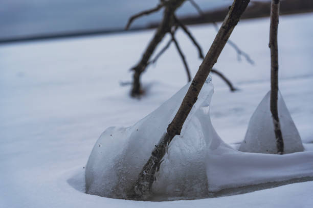 Close-up of frozen branches emerging from snow-covered ice on a lake during winter, showcasing a serene and minimalistic winter landscape