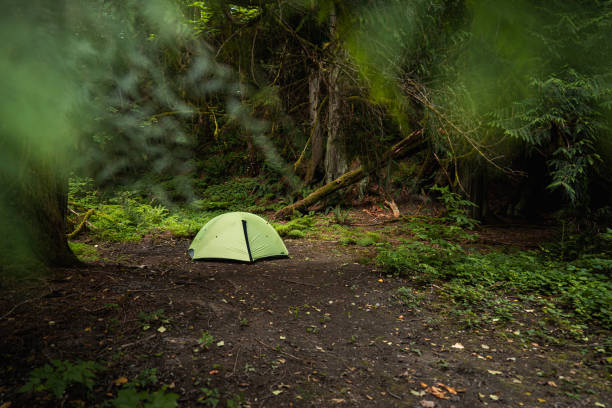istock Green Tent Set in Dense Forest Under Lush Canopy of Trees 2197170283