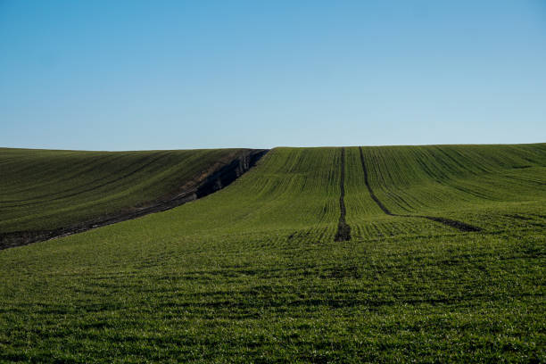istock Green wheat sprouting across rolling farmland 2197170910