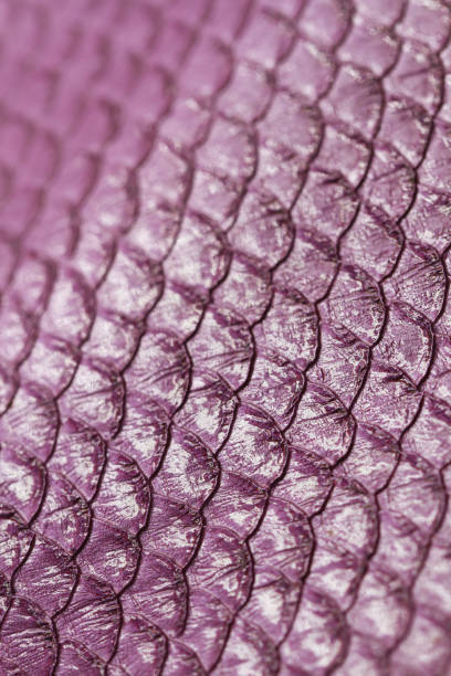 istock Purple Fish Scales Skin Close-up 2197172919