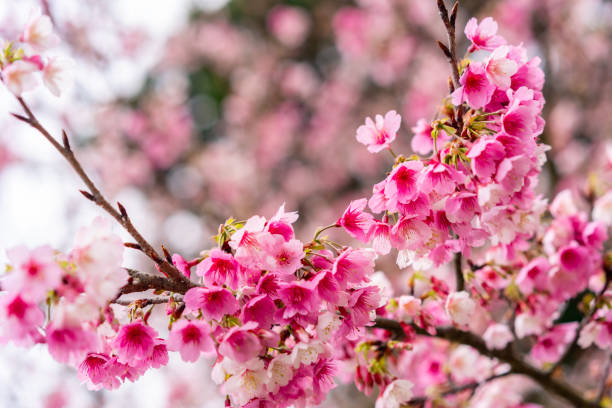 istock Beautiful nature pink cherry blossom (Sakura) background in spring 2197173523