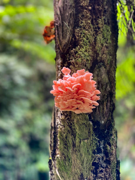 Pink oyster mushroom in the Philippines.