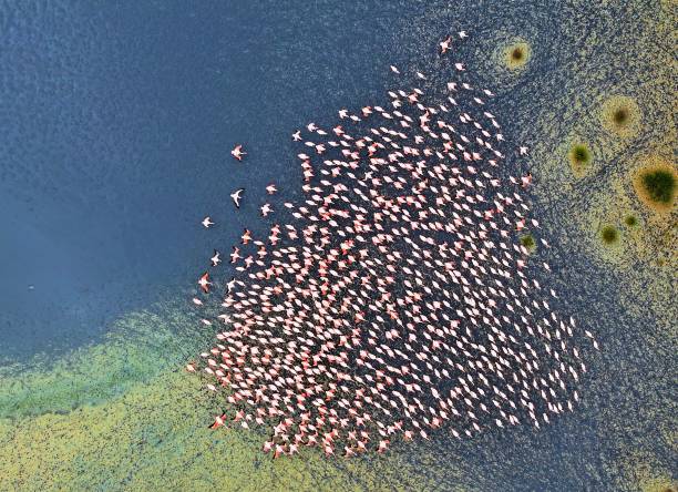 istock Love Flamingos 2197175450