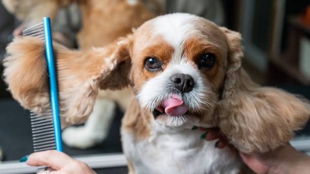 istock Groomer combing Cavalier King Charles Spaniel in grooming salon. 2197175507