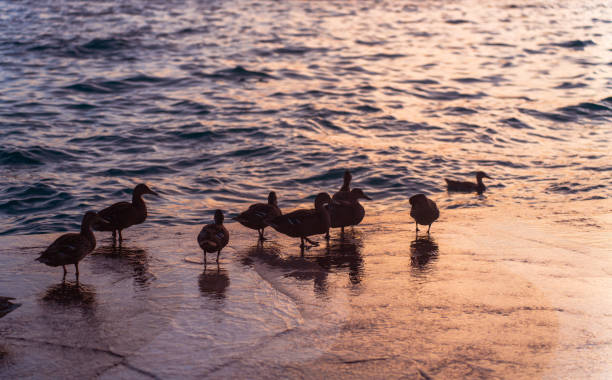 Ducks at the Docks of Lake Garda at Sunset – Tranquil Reflections