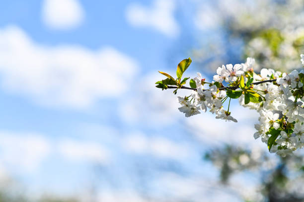 spring background of white flowers. copy space