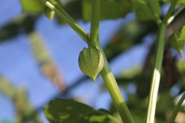 Ground Cherry fruit still wrapped in petals