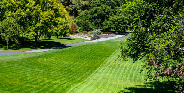 istock Walker mower stripes, Royal Botanical Gardens, Hobart, Australia 2197178418