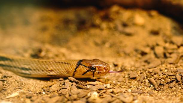 istock Copperhead rat snake slithering on dry ground 2197179648