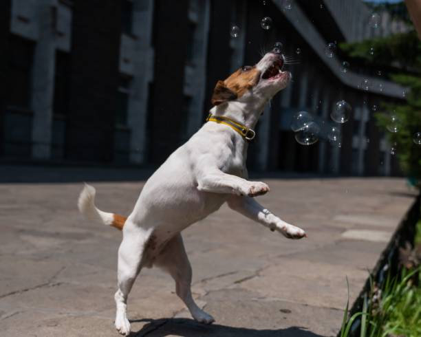 istock Cute dog jack russell terrier catching soap bubbles outdoors. 2197179999