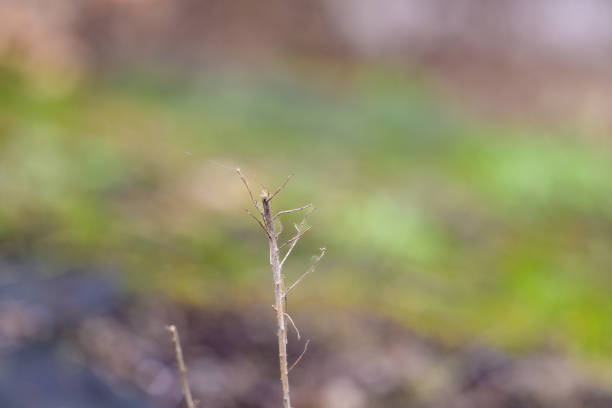 istock Delicate Remnants of Nature 2197180215