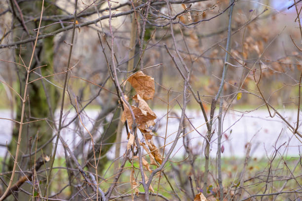 istock Last Leaves of Winter 2197180249