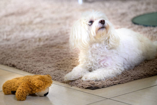 istock Fluffy Dog Relaxing on Carpet 2197180631