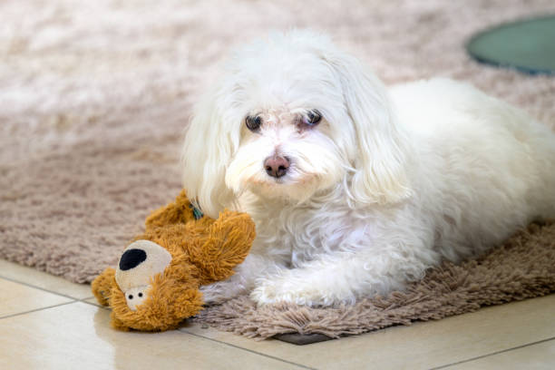 istock Fluffy Dog Resting With Toy 2197180640