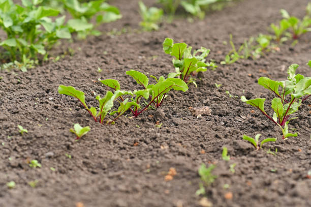 Young fresh beet leaves. Beetroot shoots grow in a row