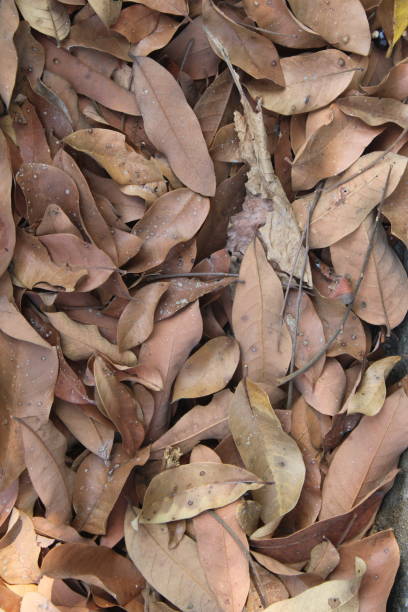istock Pile of dry leaf litter 2197182588