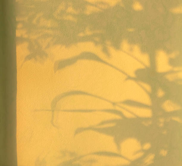 istock Shadow leaves on blur yellow cement 2197182806